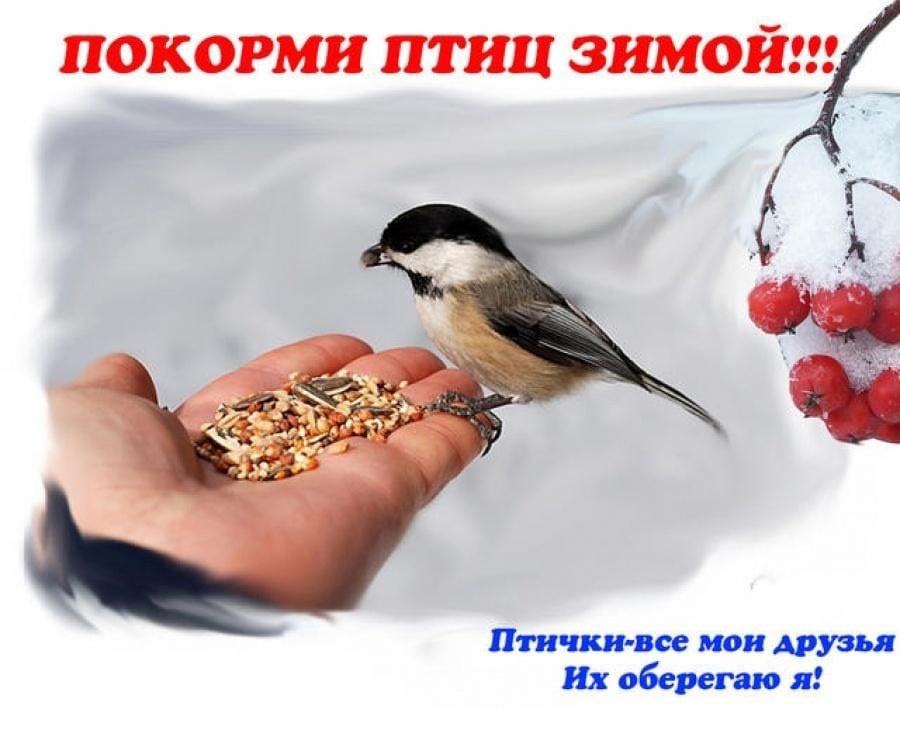 Покормите птиц зимой.